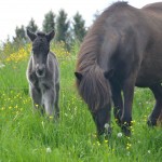 DSC_0565 Hlökk Högni