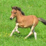 Fjalladis