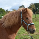 DSC_7232 Pandora
