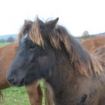 Fenna