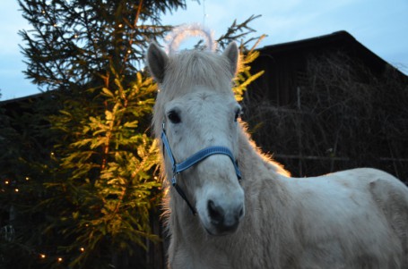 DSC_Glenur_Weihnachten